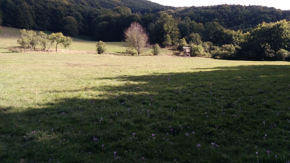 Exkluzívna ponuka Pozemkov (lesy, pasienky, lúky) v k.ú. Šípkov, okr. Bánovce n/B