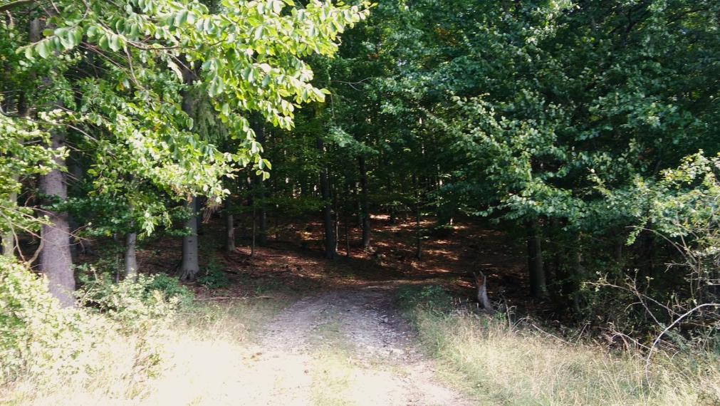 Exkluzívna ponuka Pozemkov (lesy, pasienky, lúky) v k.ú. Šípkov, okr. Bánovce n/B