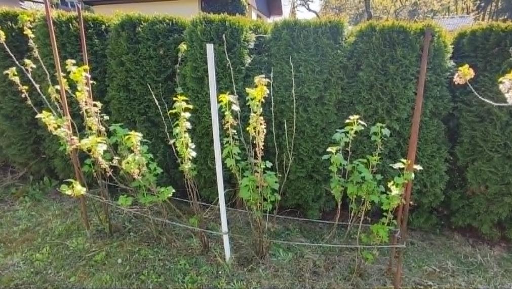 SPEKTRUM REALITY- Na Predaj murovaná, záhradná chatka s pozemkom 311 m2,, záhradkárska osada 600 ročnica " Prievidza